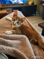Lieve rode-witte kitten kater, Dieren en Toebehoren, Kater, Kortharig, 0 tot 2 jaar