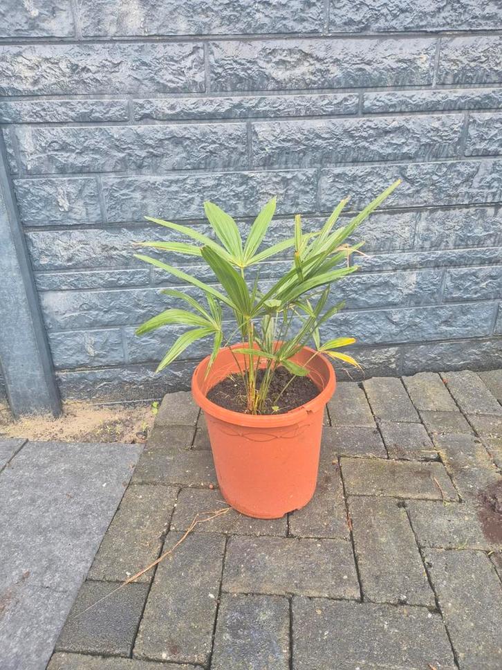 Palmpje - Trachycarpus Fortunei, Tuin en Terras, Planten | Tuinplanten, Ophalen of Verzenden