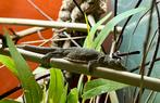 Kweek trio Eurydactylodes occidentalis, Hagedis, 0 tot 2 jaar