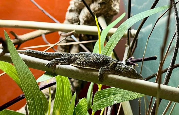 Kweek trio Eurydactylodes occidentalis, Dieren en Toebehoren, Reptielen en Amfibieën, Hagedis, 0 tot 2 jaar