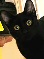 2 zeer lieve vrolijke kittens(v) gesteril/ingeent/chip/7,5md, Dieren en Toebehoren, Katten en Kittens | Overige Katten, Poes, Kortharig