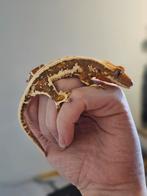 Wimpergekko- crested gecko, Dieren en Toebehoren, Reptielen en Amfibieën, Hagedis, Tam, 0 tot 2 jaar