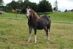 Zwart-sabino 3-jarige Welsh A merrie (hengstveulen=verkocht), Dieren en Toebehoren, Pony's, Merrie, Recreatiepony, 0 tot 2 jaar