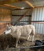 Mooie Engelse Texelse dekram te koop, Dieren en Toebehoren, Schapen, Geiten en Varkens, Schaap, 3 tot 5 jaar