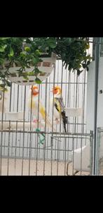 Putters Major, Dieren en Toebehoren, Vogels | Overige Vogels, Meerdere dieren, Wildzangvogel
