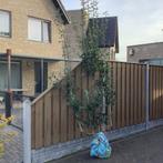 Leisierpeer, Tuin en Terras, Planten | Bomen, Ophalen, Leiboom, Halfschaduw, Lente