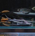 Piraiba catfish brachyplatystoma filamentosum, Dieren en Toebehoren, Vis, Zoetwatervis