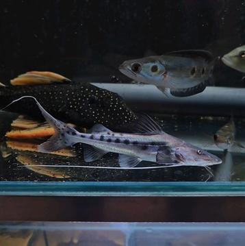 Piraiba catfish brachyplatystoma filamentosum  beschikbaar voor biedingen