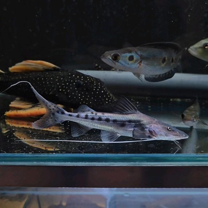 Piraiba catfish brachyplatystoma filamentosum, Dieren en Toebehoren, Vissen | Aquariumvissen, Zoetwatervis, Vis