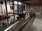 Blauwe en fleckvieh vaars kalveren van de Melk af, Dieren en Toebehoren, Vrouwelijk, 0 tot 2 jaar