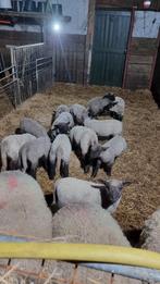 Shropshire lammeren!!, Dieren en Toebehoren, Schapen, Geiten en Varkens, Meerdere dieren, Schaap