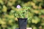 Geranium Spessart Cambridge ola karmina rozanne Baby blue, Tuin en Terras, Planten | Tuinplanten, Ophalen, Vaste plant