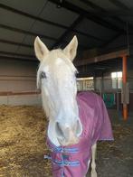 Stalling gezocht 22 jarige merrie, Dieren en Toebehoren, Stalling