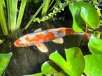 Twee koi karpers, 35 cm groot, Dieren en Toebehoren, Vissen | Vijvervissen, Karper of Koi