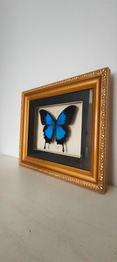 Gevlinderde Ulysses in Gouden Lijst, Antiek en Kunst, Curiosa en Brocante, Ophalen