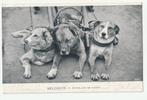 Trekhonden hondenkar België Attelage de chiens begin 1900, Ongelopen, Ophalen of Verzenden, Voor 1920