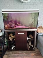 Aquarium met kast, cichliden vissen en toebehoren, Dieren en Toebehoren, Vissen | Aquaria en Toebehoren, Ophalen, Gebruikt, Gevuld zoetwateraquarium