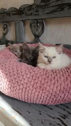 Stamboom Ragdoll kittens van erkende Nederlandse cattery, Dieren en Toebehoren, Meerdere dieren, Gechipt, 0 tot 2 jaar