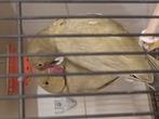 Koppel halsband parkiet, Meerdere dieren, Parkiet, Geringd