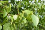 Betula pendula | Ruwe berk, Ophalen of Verzenden, Overige soorten, Struik, Minder dan 100 cm