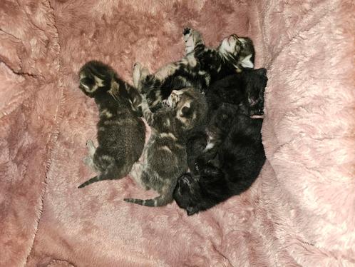 5 prachtige kittens geboren❤️reserveren kan,met aanbetaling!, Dieren en Toebehoren, Katten en Kittens | Overige Katten