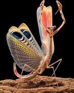 Bidsprinkhaan, Pseudempusa Pinnapavonis