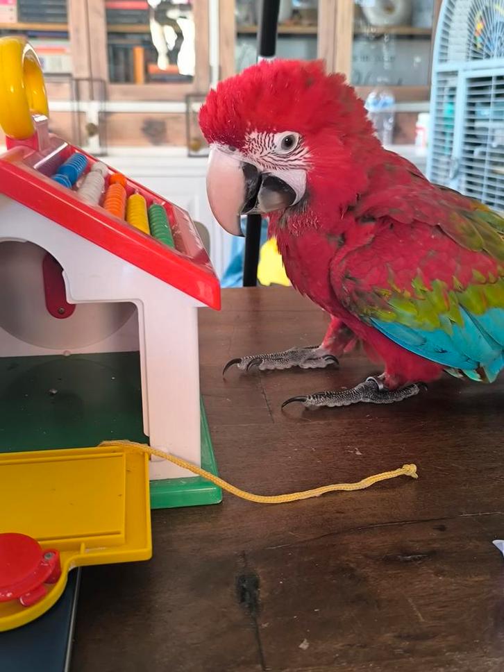 Handtamme groenvleugel ara pop te koop/ruil, Dieren en Toebehoren, Vogels | Parkieten en Papegaaien, Papegaai, Vrouwelijk, Geringd