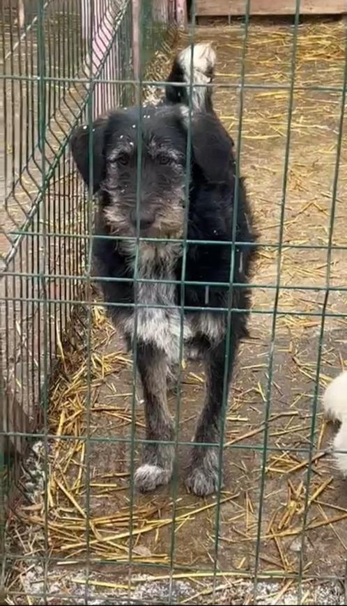 Silvy zoekt baasje, Dieren en Toebehoren, Honden | Niet-rashonden, Middel, Teef, Particulier, Eén hond, Buitenland, 1 tot 2 jaar