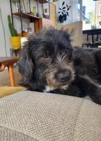 Puck lief klein medium teefje 7 maanden, Dieren en Toebehoren, Particulier, Rabiës (hondsdolheid), 15 weken tot 1 jaar, Buitenland