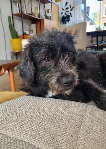 Puck lief klein medium teefje 7 maanden beschikbaar voor biedingen