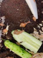 Afrikaanse slakken, Slak of Weekdier