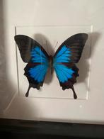 Opgezette blauwe vlinder in lijst, Papilio Ulysses, Ophalen, Zo goed als nieuw, Insect, Opgezet dier