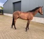 9 jarige fokmerrie verkocht, Dieren en Toebehoren, Paarden, 170 tot 175 cm, Springpaard, Merrie, Gechipt