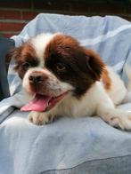 Pekinees  teef van 1-5-2024, Parvo, 1 tot 2 jaar, Teef, Eén hond