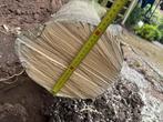 Hulst stamhout hout (boom), Doe-het-zelf en Verbouw, Hout en Planken, 250 tot 300 cm, Overige typen, Ophalen of Verzenden, Zo goed als nieuw