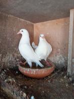 Witte postduif, Meerdere dieren, Postduif