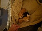 Halve britse korthaar kittens te koop, Dieren en Toebehoren, Katten en Kittens | Raskatten | Korthaar, Meerdere dieren