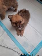 Pomeriaan  puppy's mogen nest verlaten, Keeshond, Meerdere, Meerdere dieren, Nederland