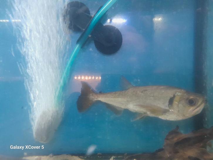 Hydrolycus Scomberoides, Dieren en Toebehoren, Vissen | Aquariumvissen, Vis