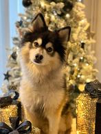 F1 Pomsky dekreu, Rabiës (hondsdolheid), Eén hond, 3 tot 5 jaar, Nederland