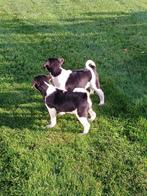 Boerenfox pups, Dieren en Toebehoren, Honden | Jack Russells en Terriërs, Overige rassen, 8 tot 15 weken, CDV (hondenziekte), Meerdere
