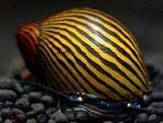 Neritina Zebra ren slak, Dieren en Toebehoren, Slak of Weekdier, Zoetwatervis