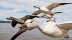 earthflight Noord Amerika BBC deel 1, Alle leeftijden, Ophalen of Verzenden, Nieuw in verpakking, Natuur