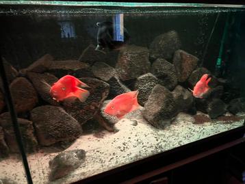 Echt blank eiken Aquarium met toebehoren beschikbaar voor biedingen
