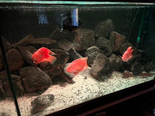 Echt blank eiken Aquarium met toebehoren, Dieren en Toebehoren, Vissen | Aquaria en Toebehoren, Gebruikt, Leeg aquarium, Ophalen