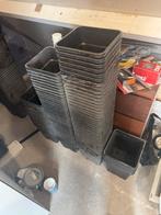 11 liter potten, Ophalen, Overige soorten, Volle zon