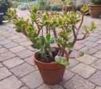 Crassula Ovata - Jadeplant - Geldboom, Huis en Inrichting, Kamerplanten, Ophalen, Vetplant, Minder dan 100 cm, Volle zon