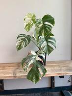 Monsters Variegata, Huis en Inrichting, Kamerplanten, Ophalen of Verzenden, Overige soorten, Minder dan 100 cm
