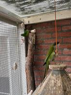 Rijstvogels wildkleur, bont en wit te koop, Dieren en Toebehoren, Vogels | Parkieten en Papegaaien, Meerdere dieren, Parkiet, Geringd