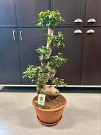 Ficus microcarpa Ginseng P33, Huis en Inrichting, Kamerplanten, Ophalen, Ficus
